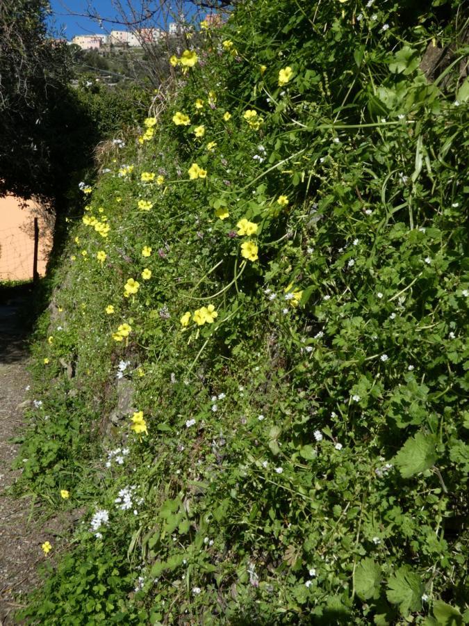 Il Laghello Di Amina Villa Framura Kültér fotó